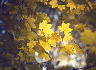  Golden autumn Kostroma
