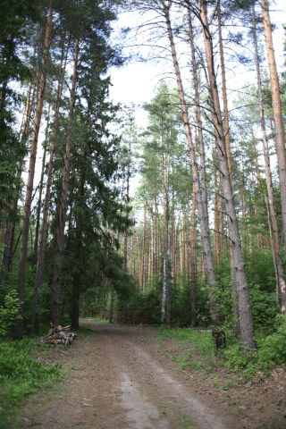  Russia, Kostroma, Pine forest 2015