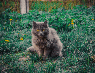  Серая кошка в зеленой траве