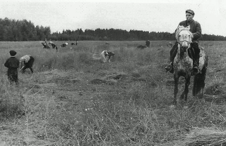 Убирают лен. 1960 годы